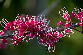 粉红色的爹,三叉 elleryana,树