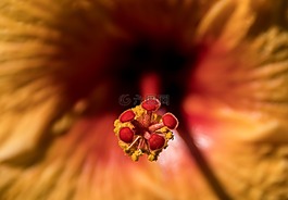 槿,花,雄蕊