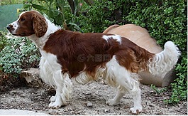 威爾士史賓格犬,狗,哺乳動(dòng)物