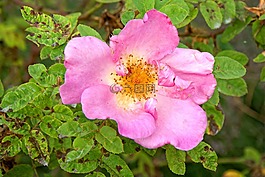 玫瑰,開花,盛開