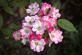 玫瑰,開花,盛開