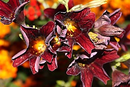 花,自然,放寬