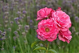 玫瑰,開(kāi)花,盛開(kāi)