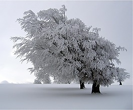樹,雪覆蓋,景觀