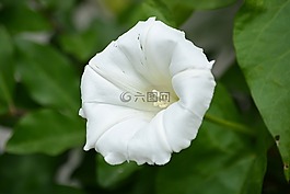 旋花,花,白花
