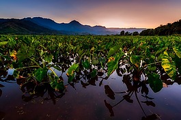 夏威夷,植物,山