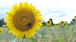 太陽(yáng)花,赫梅爾,開花