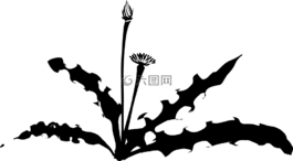 蒲公英,雜草,植物