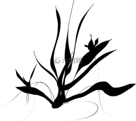 植物,蕨類植物,灌木