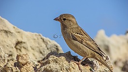 自然,戶外,鳥
