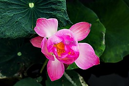 花,蓮花,芽