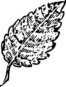葉,橢圓形,鋸齒