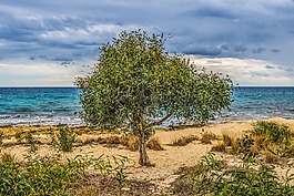樹,沙丘,海