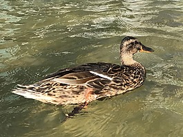 鴨,公園,水禽