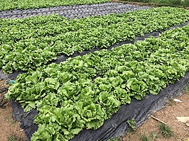 生菜,卷心菜,農(nóng)場