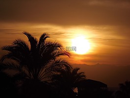 太陽,日落,棕櫚樹