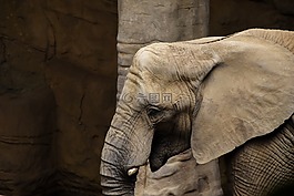 象,動物園,動物