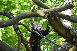 小熊貓,性質(zhì),動(dòng)物園