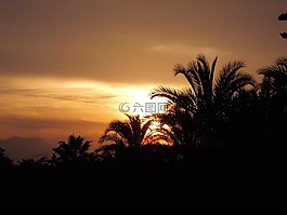 太陽,日落,棕櫚樹
