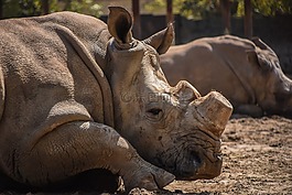 犀牛,動(dòng)物園,性質(zhì)