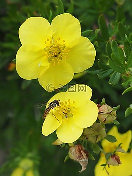 花,黄色的花,黄