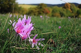 性質(zhì),草坪,花卉