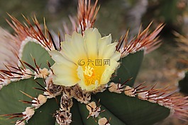 仙人掌,開(kāi)花,仙人掌花