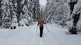 徒步旅行,雪,森林