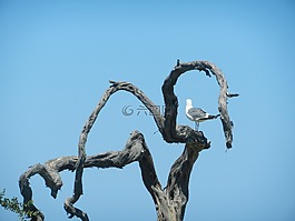 海鷗,枝杈,自然