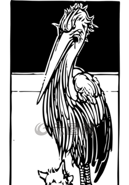鸛,?？怂?動(dòng)物