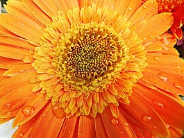 非洲菊,橙色,花