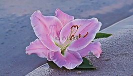 百合,花,开花