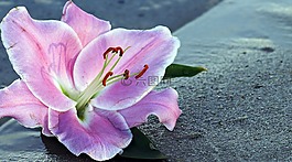 百合,花,开花