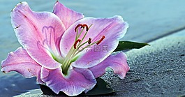 百合,花,开花