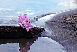 百合,花,开花