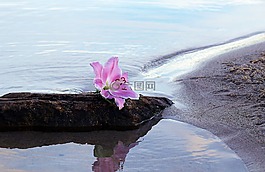 百合,花,开花