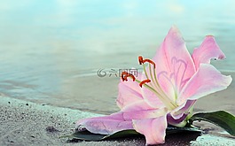 百合,花,开花