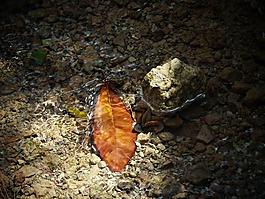 葉,水,日落