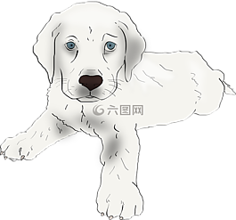小狗,狗,拉布拉多犬