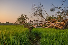 場,日出,農(nóng)民