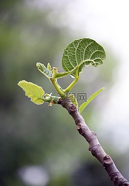 芽,性质,布卢姆