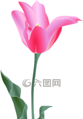郁金香,粉紅色,花