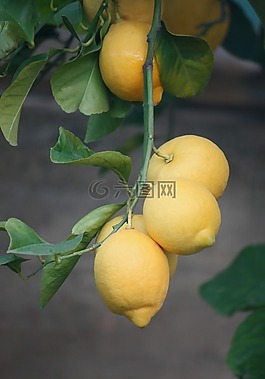 檸檬,植物,樹