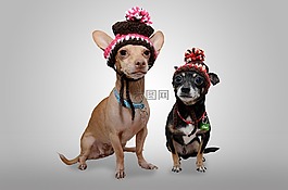 狗,奇瓦瓦,動物