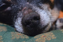 狗,奇瓦瓦,動(dòng)物