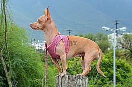 狗,奇瓦瓦,動物