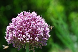 蜜蜂,花卉,昆蟲