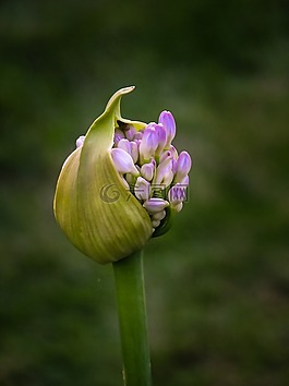 花,芽,盛開