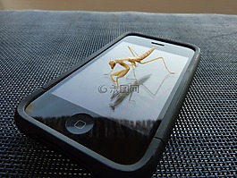 iphone,螳螂,昆虫