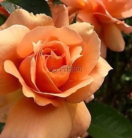 花,玫瑰,花瓣